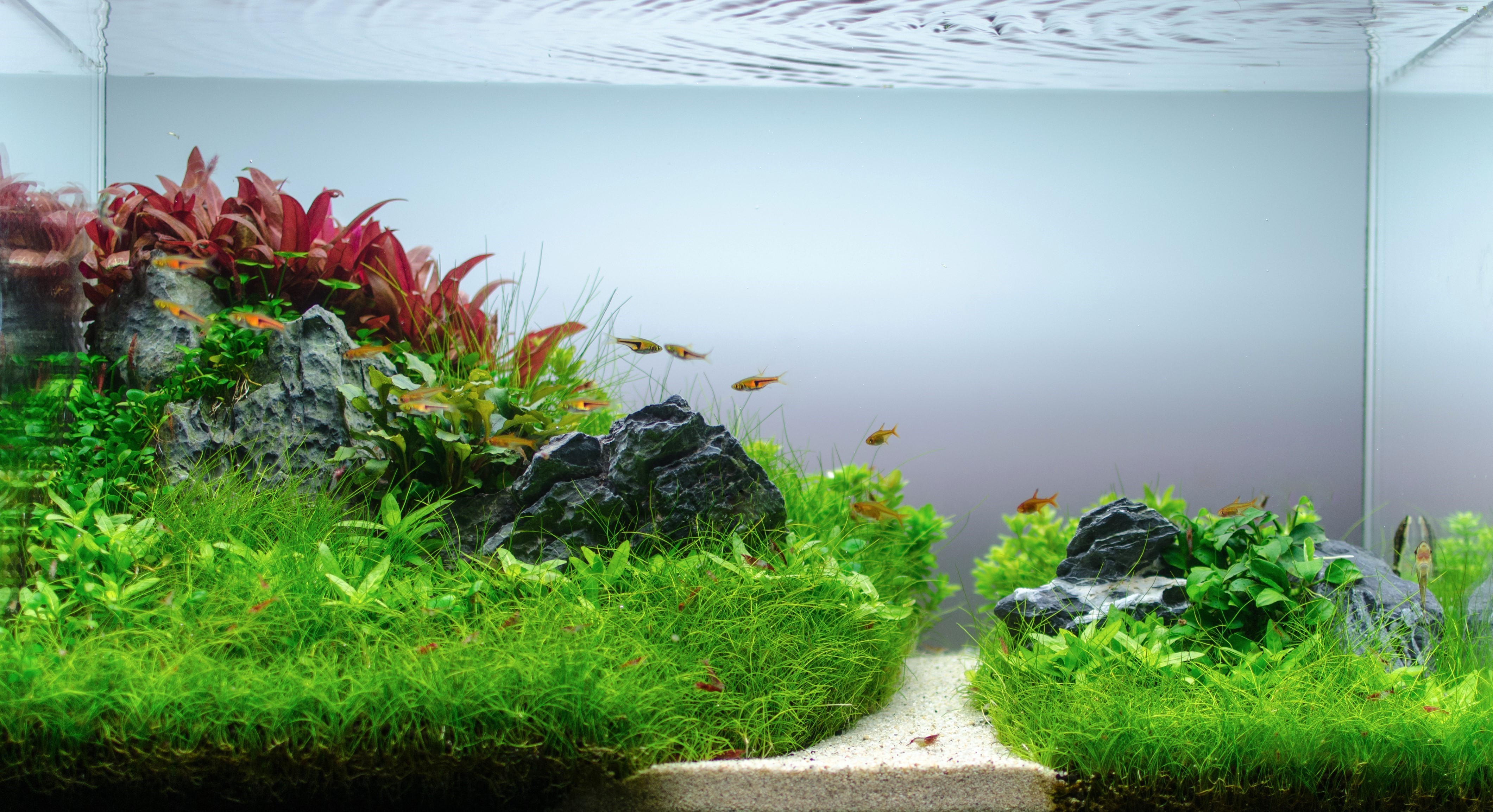 The World of Aquascaping & it's Positive Impact - Thrive Global