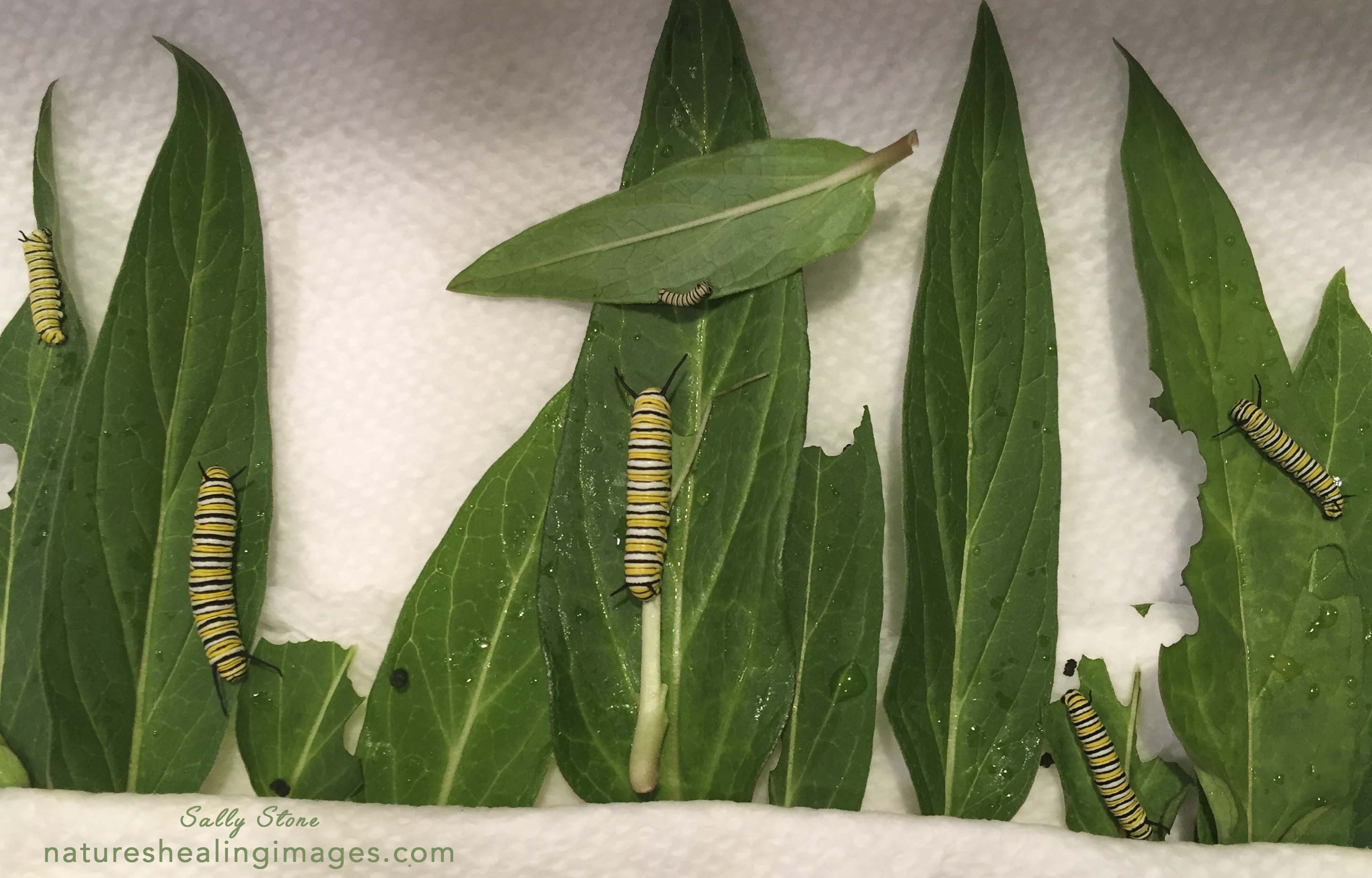 Five Large Monarch Caterpillars and One Small Caterpillar on Milkweed Leaves
