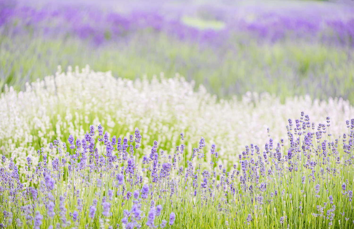 Beautiful field of lavender flowers, nature photography, wall art by Bernadette Meyers, Breeze Pics