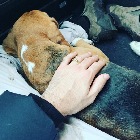 Social Media Saves Beagle