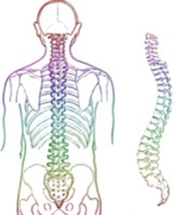 Curvature of Your Spine