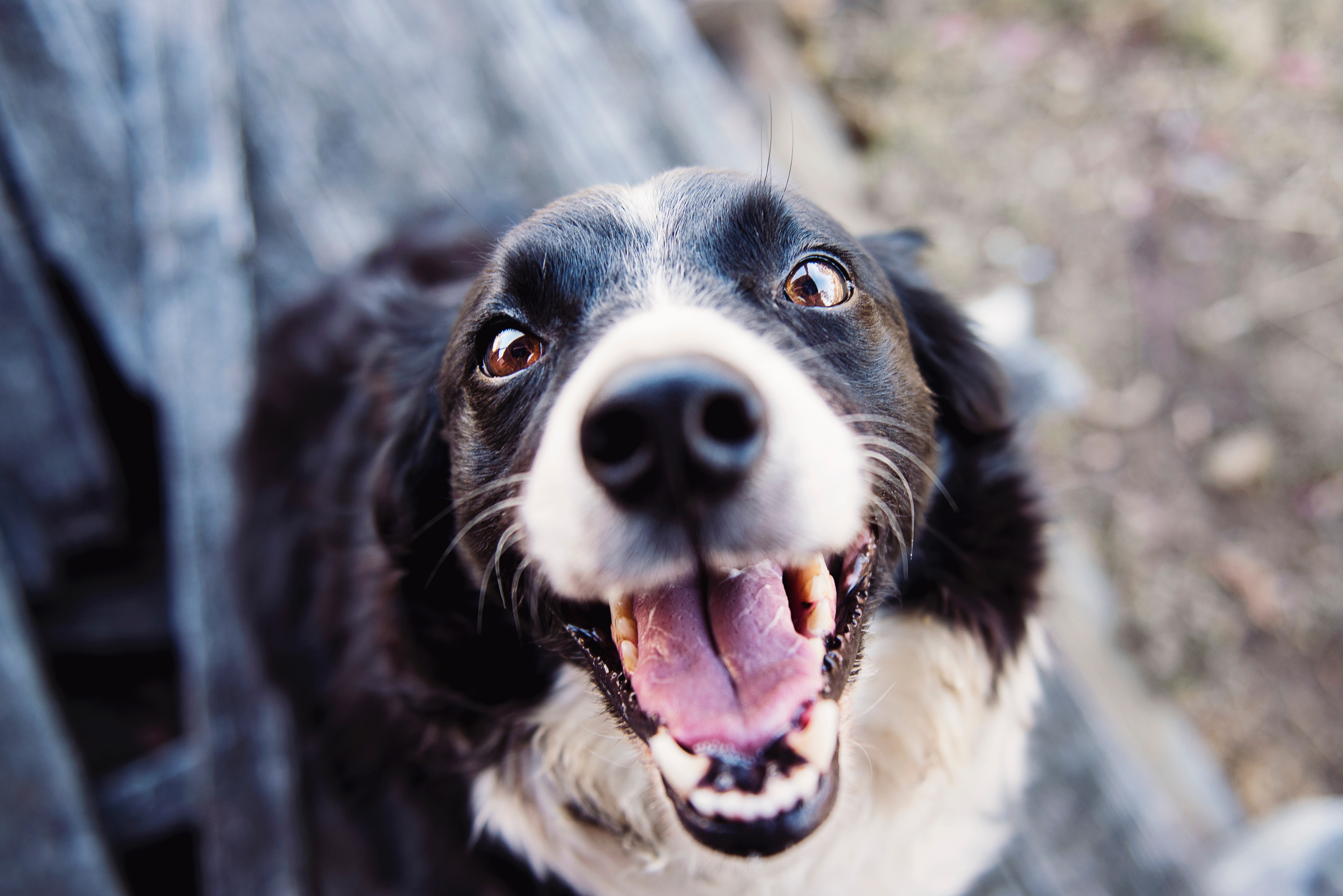 Black and white colored dog, with tongue hanging from mouth, smiling at the camera