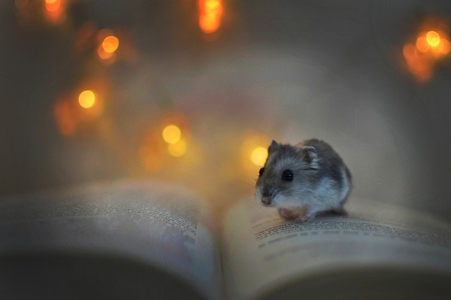 hamster on book