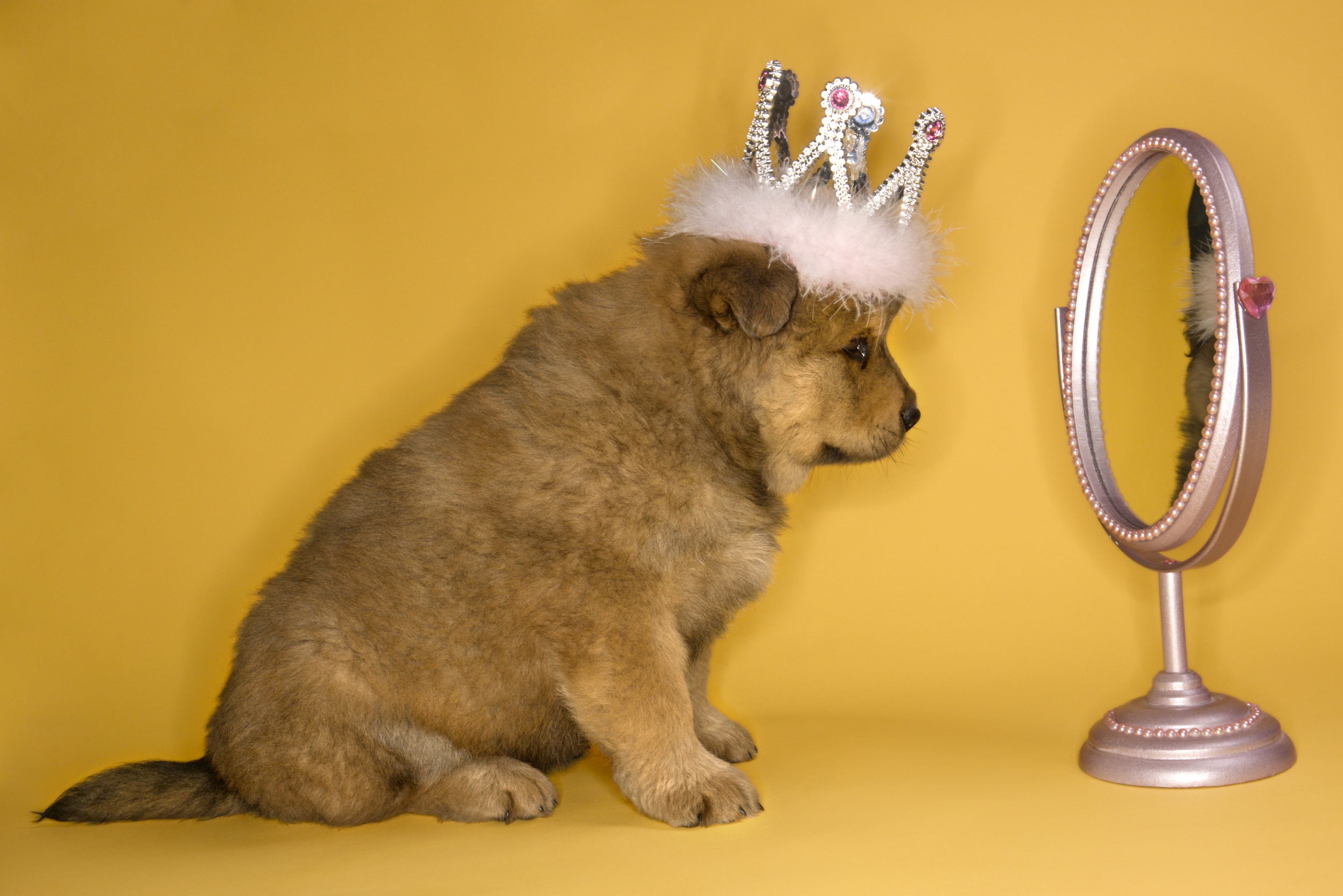puppy-in-mirror-was-i-raised-by-narcissists