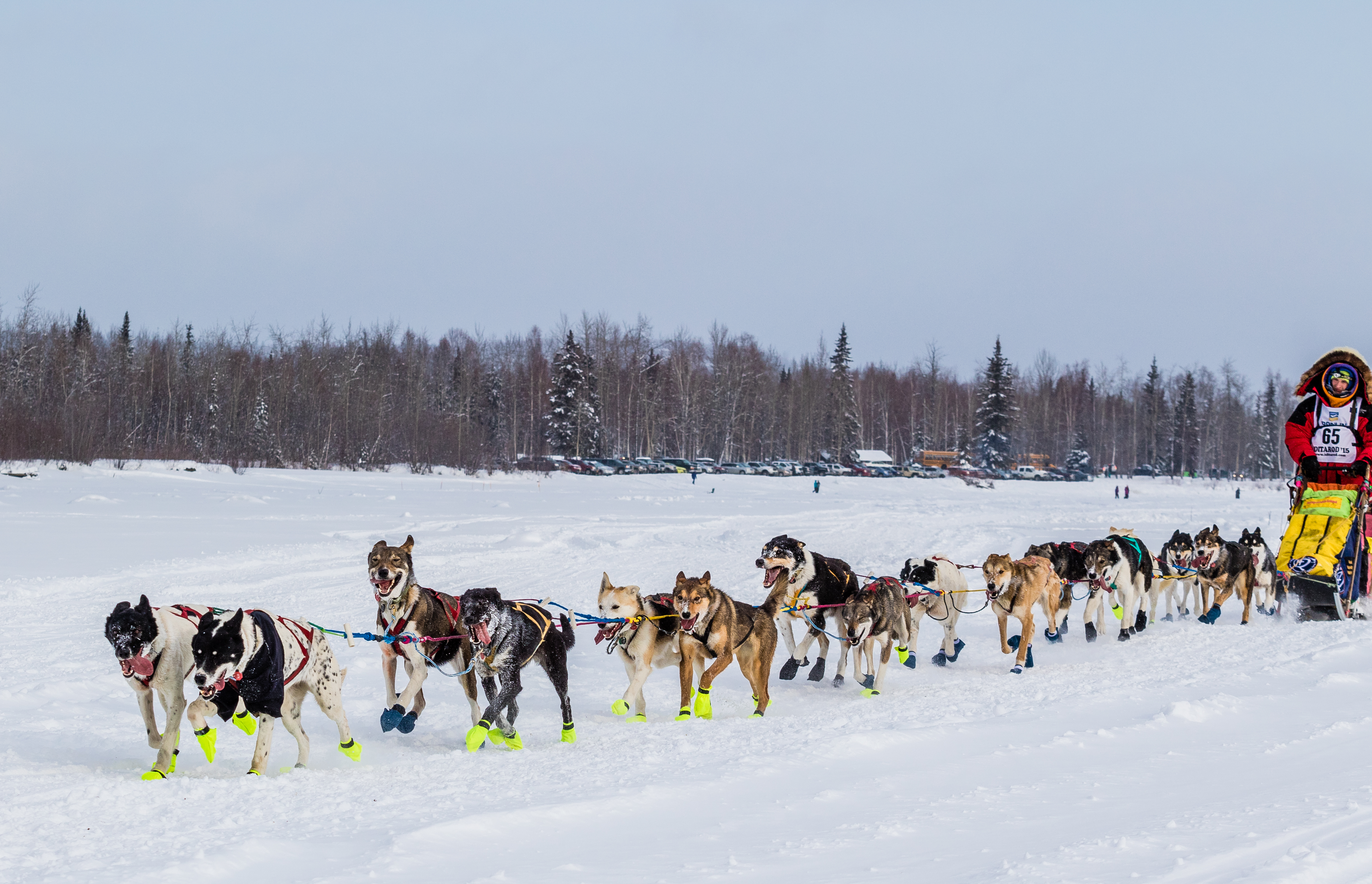 iditarod-dogs-sled-race