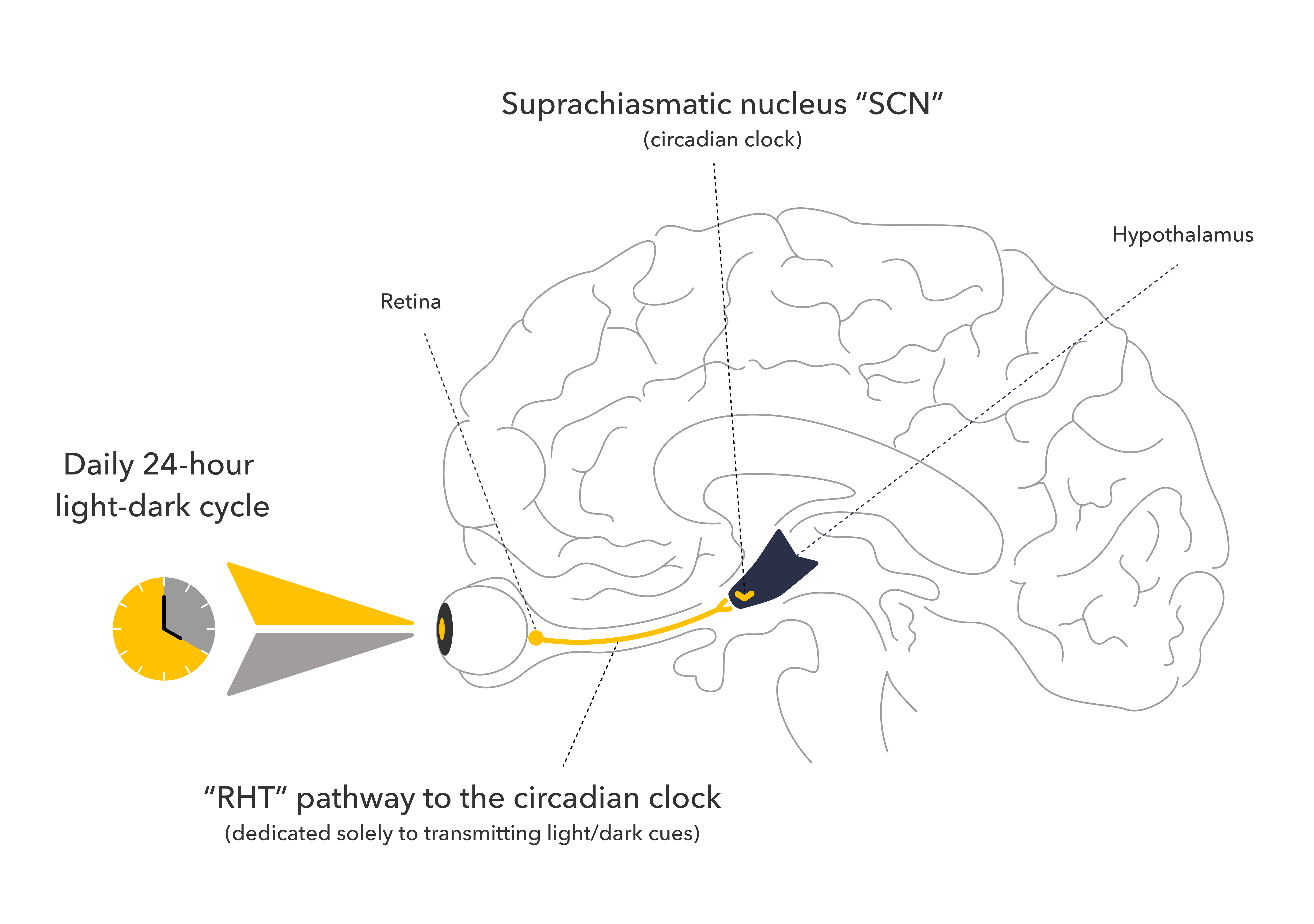 Circadian clock in the brain