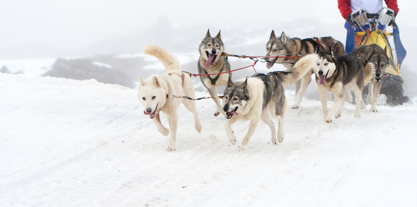 dog-sled-race-team