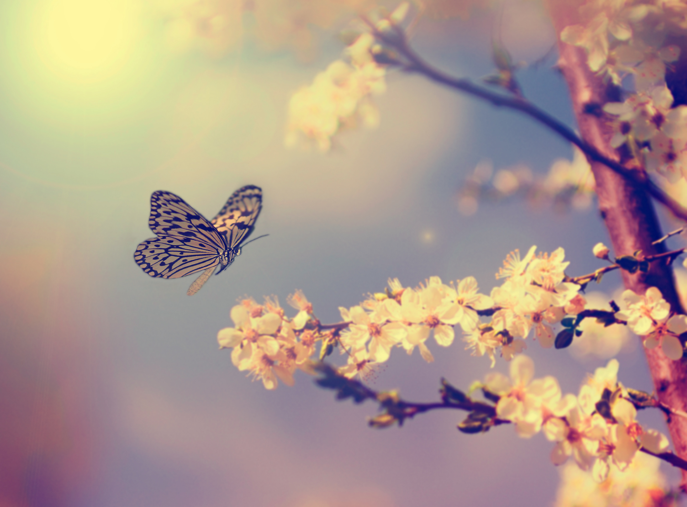 Peaceful Butterfly. 