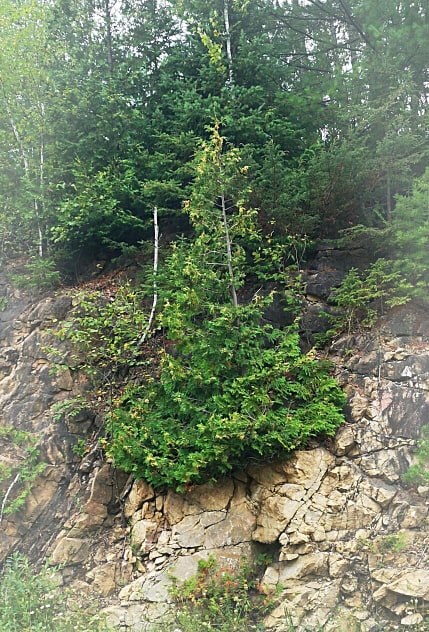 A cedar tree growing out of a rock cut, near Burnstown, Ontario.