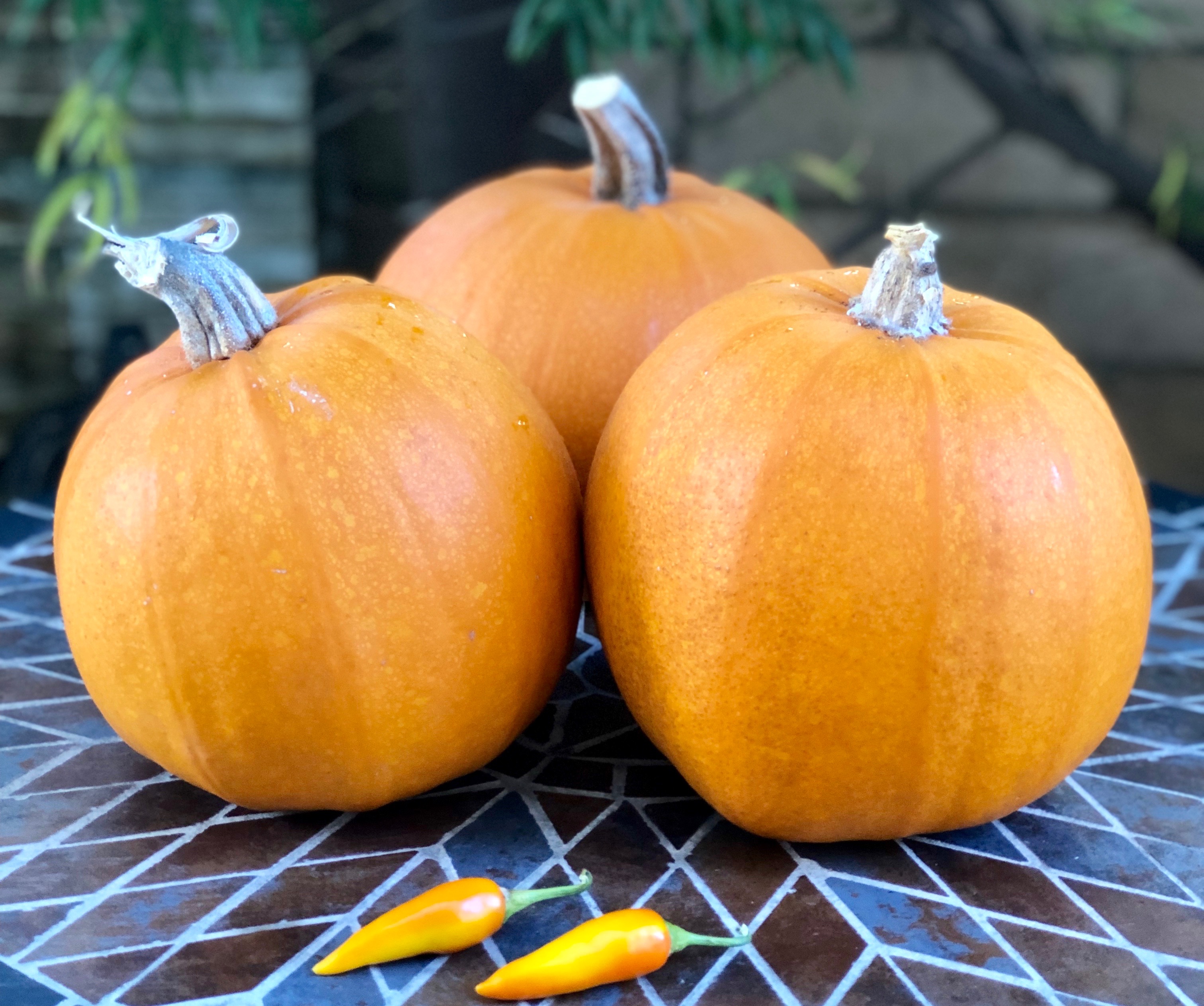 My husband's three harvested bright orange pumpkins weighing between five and seven pounds each with two yellow banana peppers on an outdoor table.