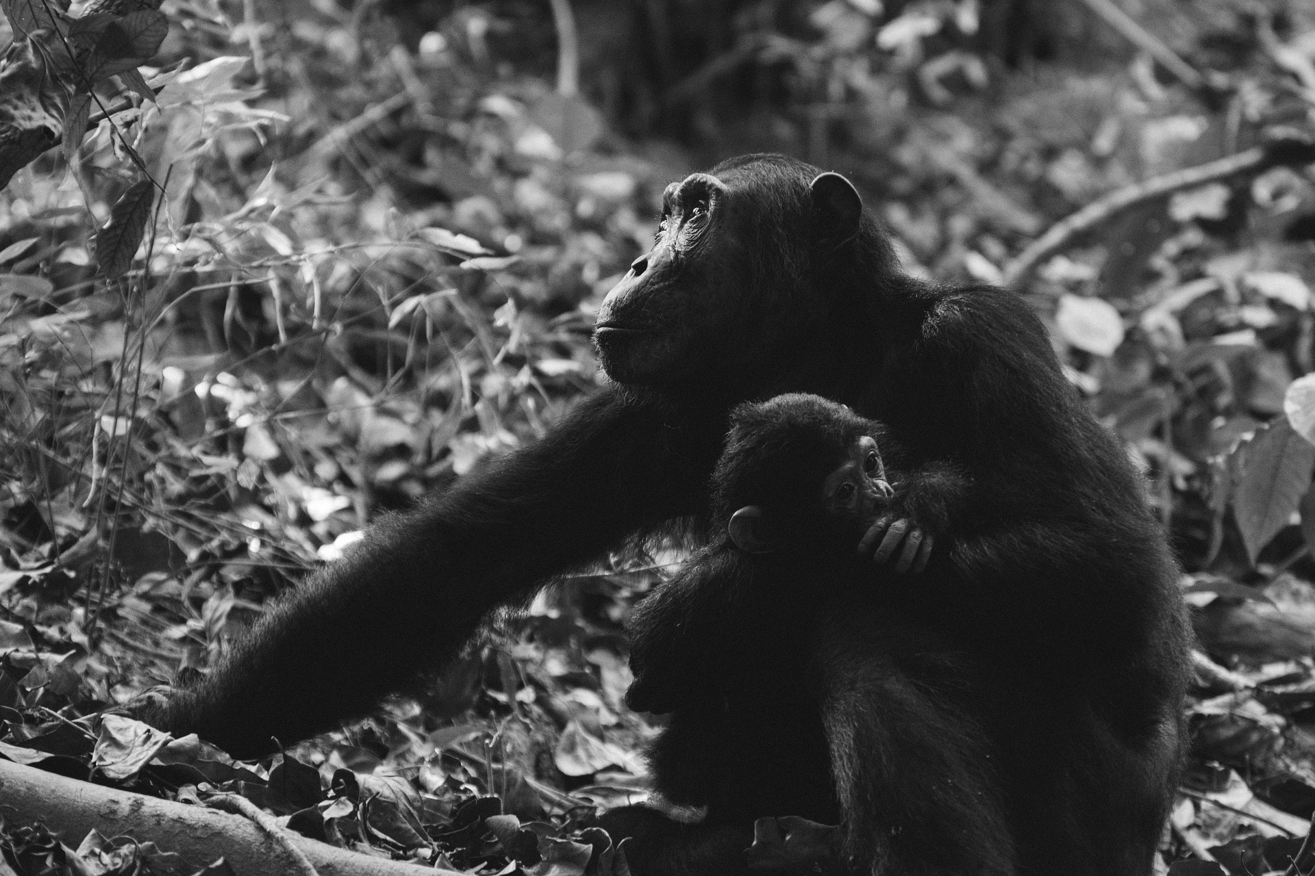 Mother and baby chimpanzee