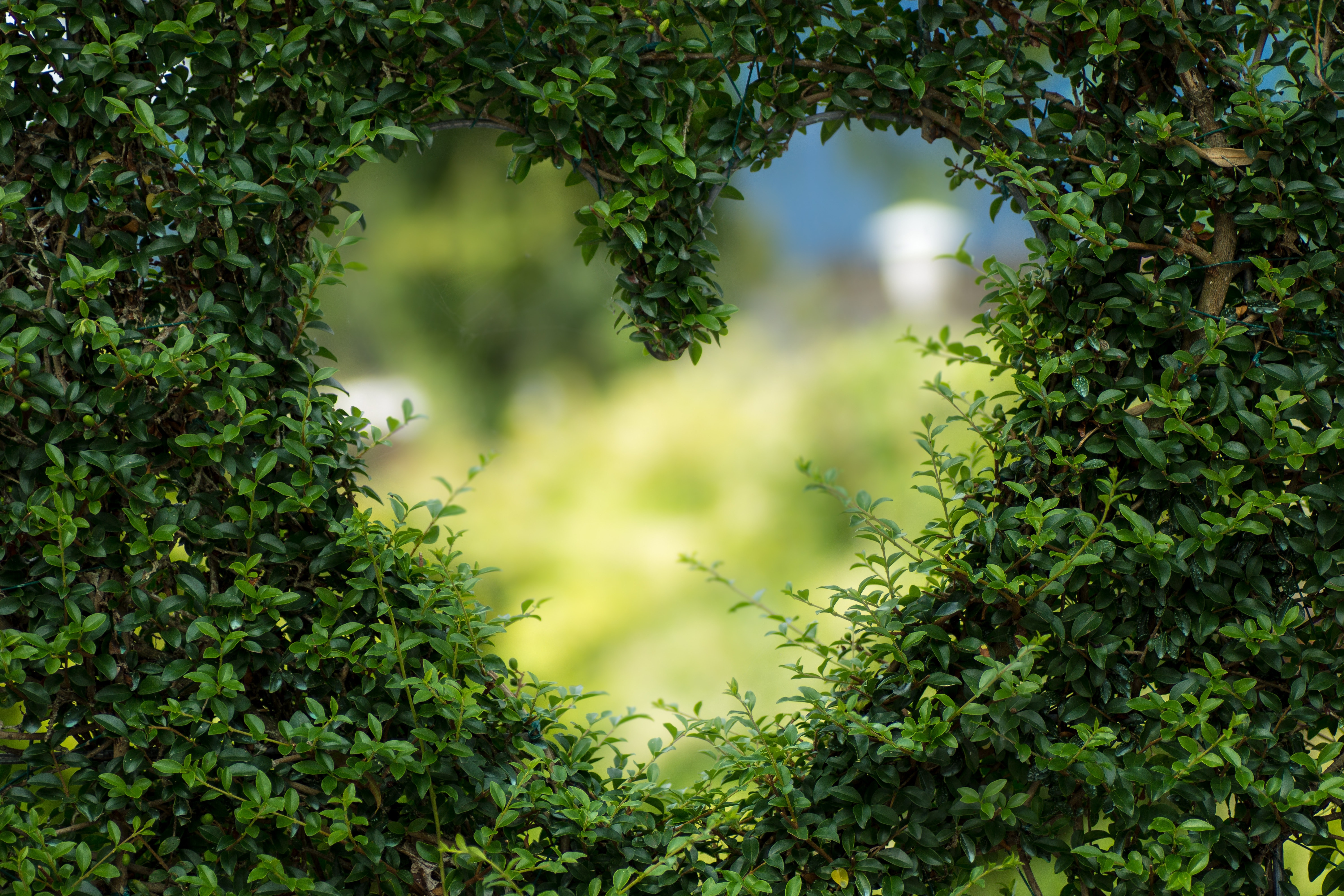 heart-in-hedge-unconditional-love-supportiv