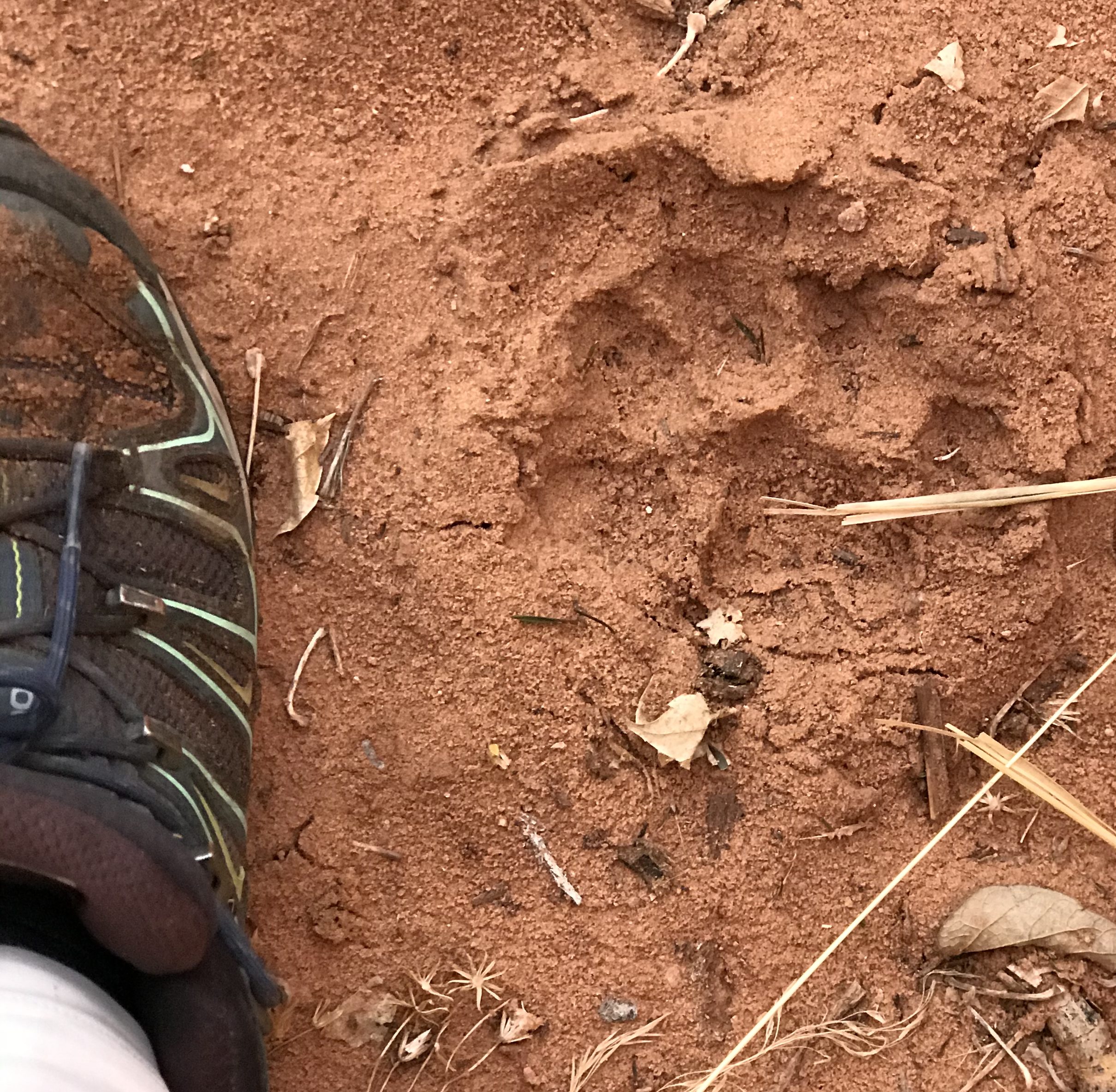 mountain lion track in Zion National Park, Utah