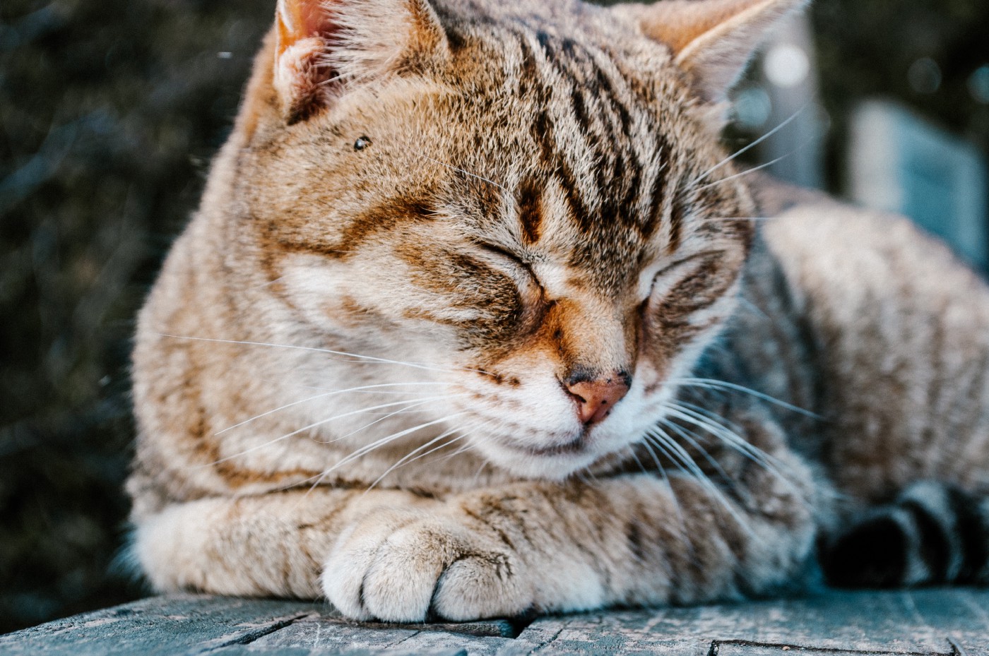 A relaxed cat with its eyes closed