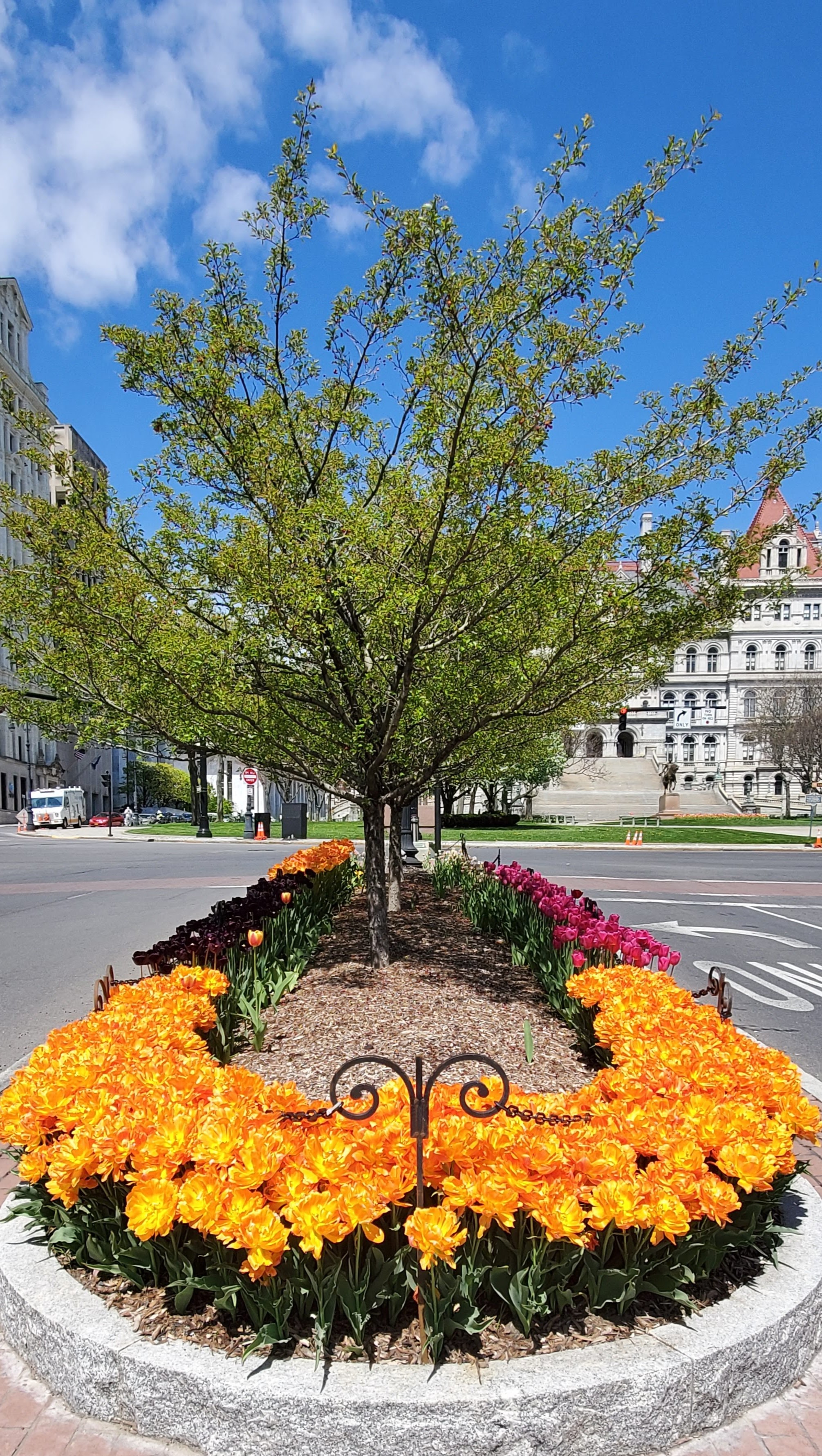 Tulips in Bloom with the view of the NY State Capitol in the background. Intersection of State Street and Eagle St, Albany, NY