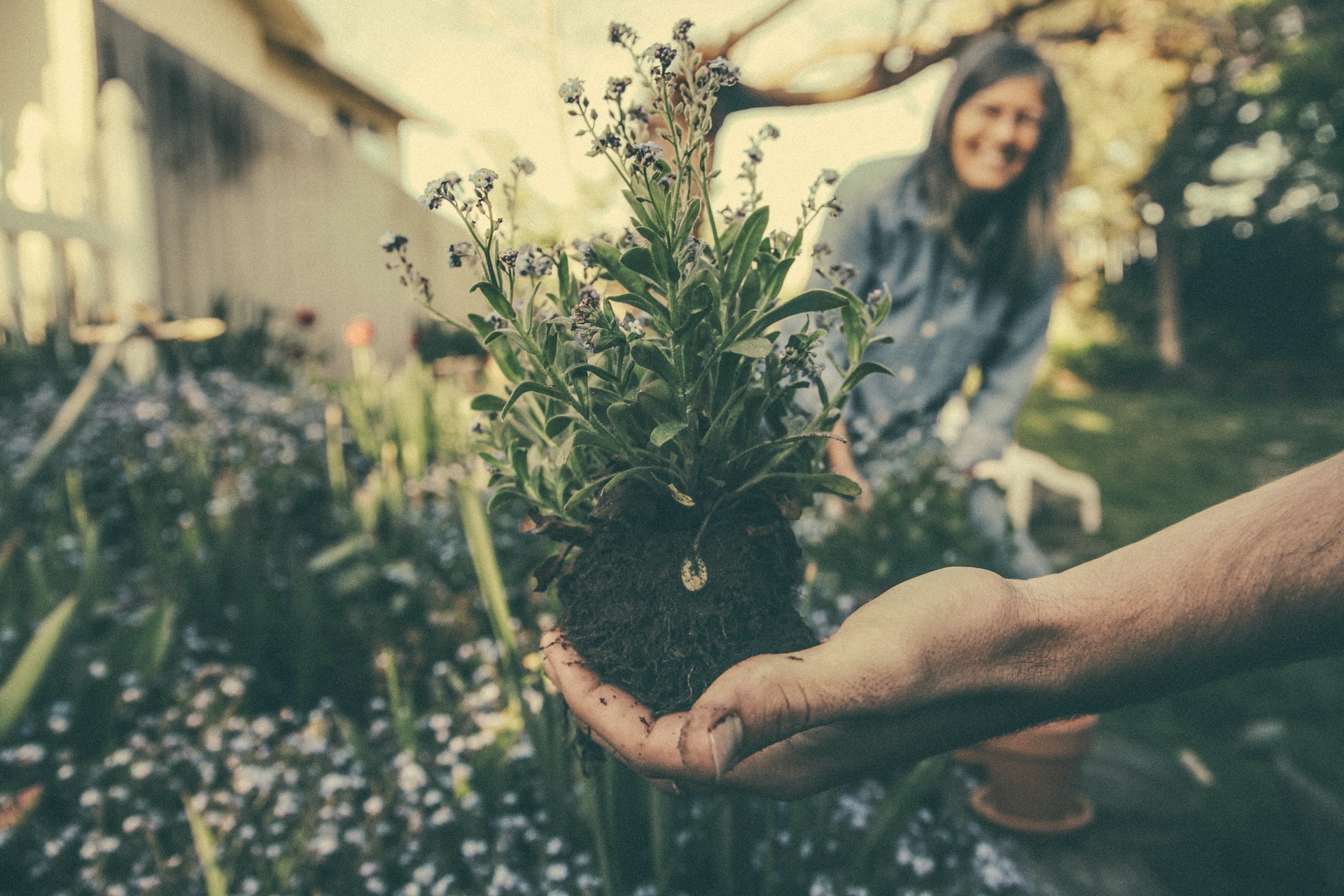 Gardening is good for wellbeing