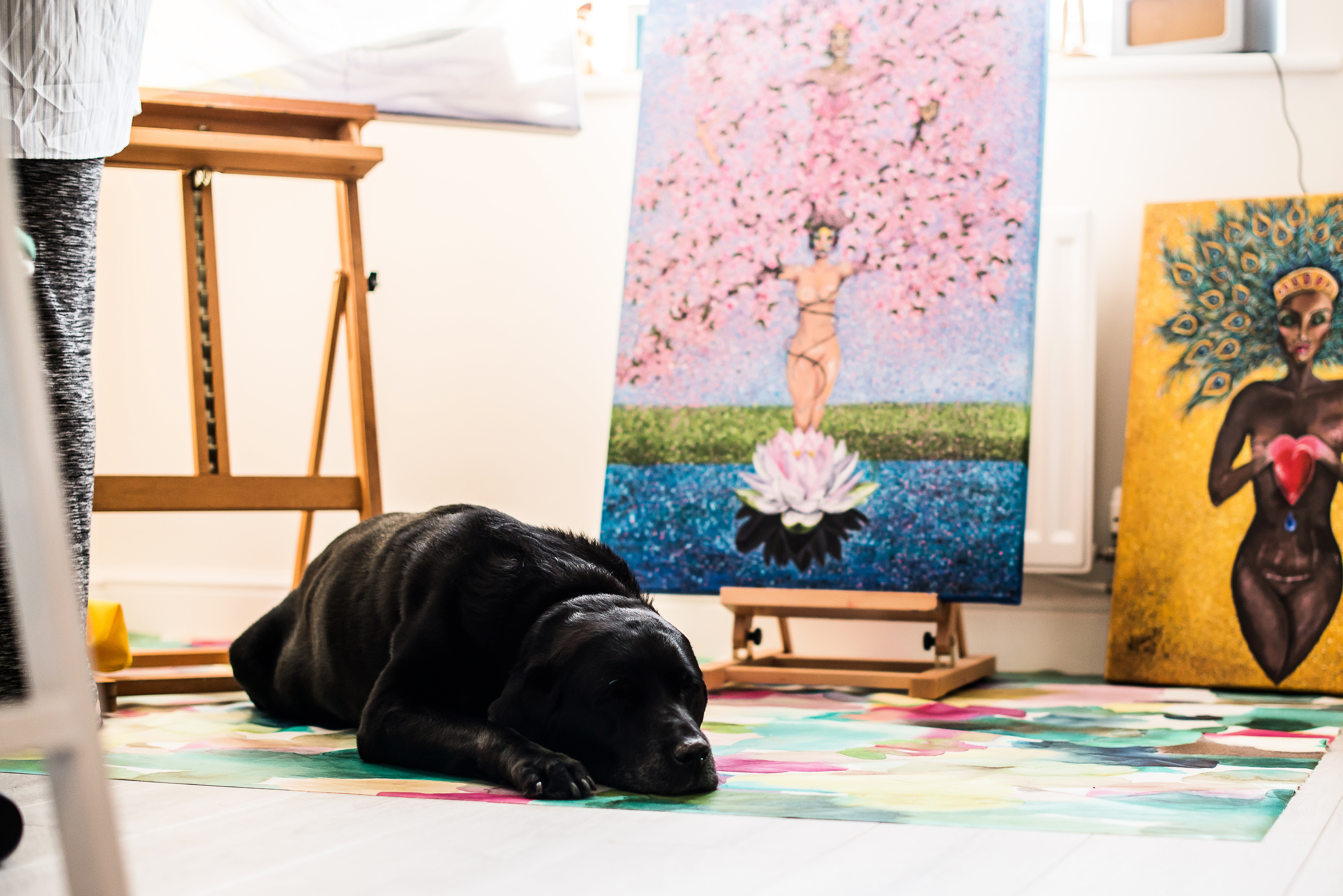 Picture of a black labrador dog in an art studio
Credited to Natashga Holland Photography