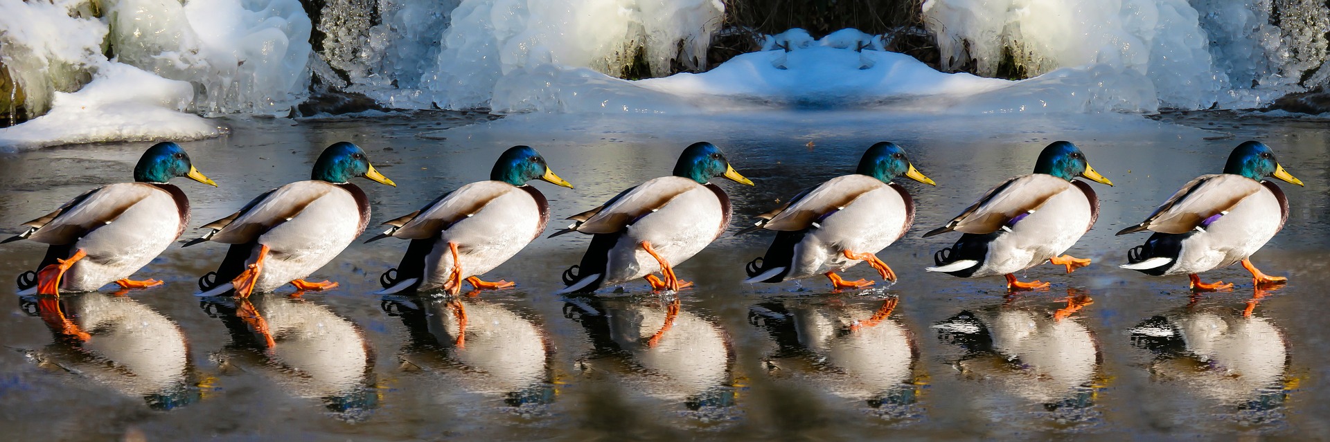 A row of ducks.