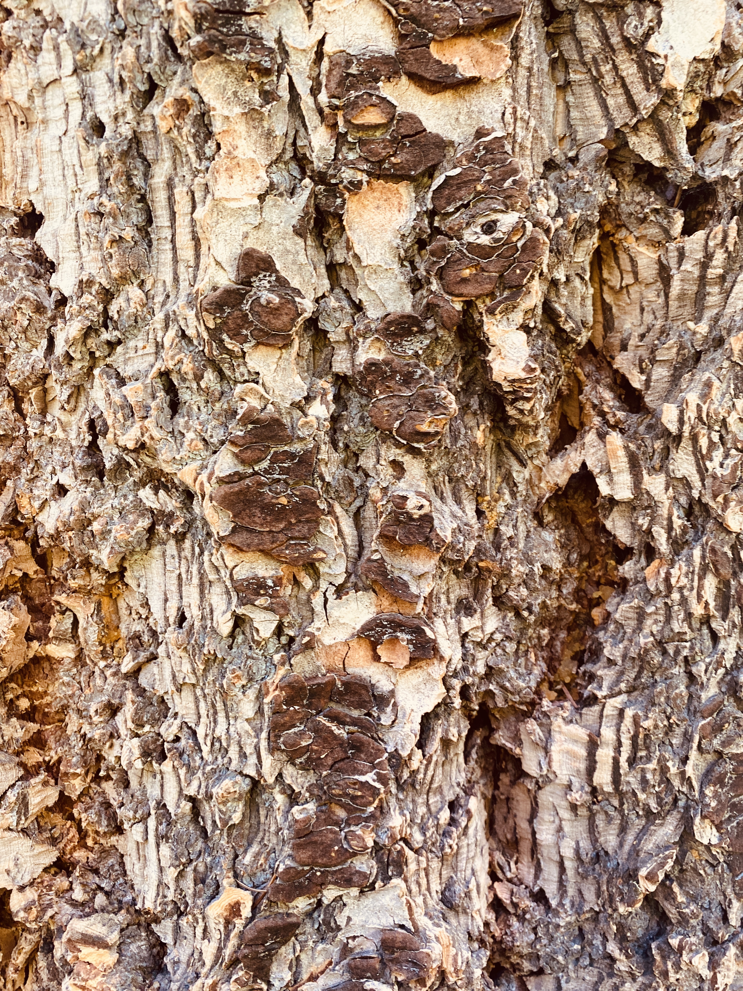Tree Bark. Hyalite.