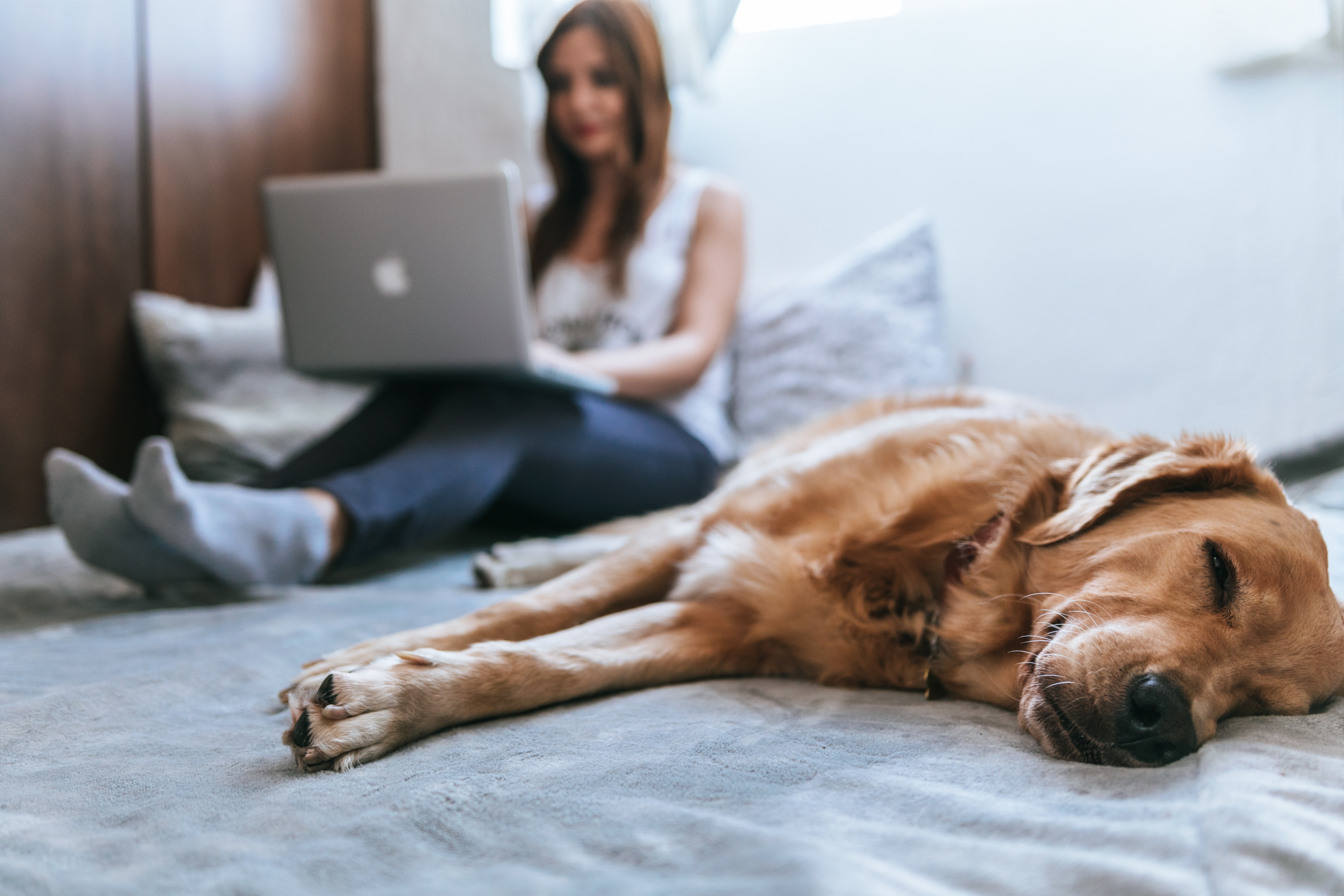 woman sits on floor on laptop in background with dog sleeping in foregroudn