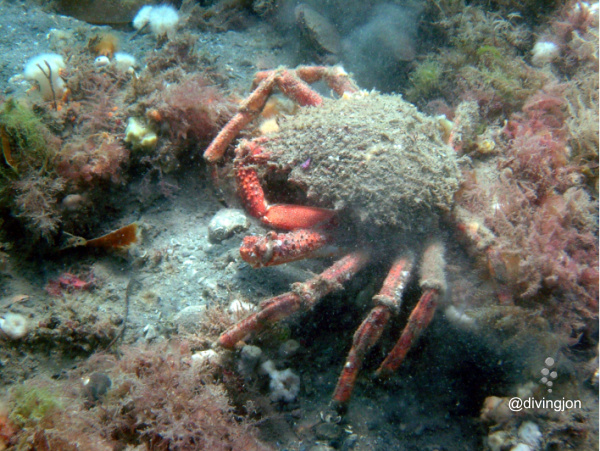 Red legged crab wandering around