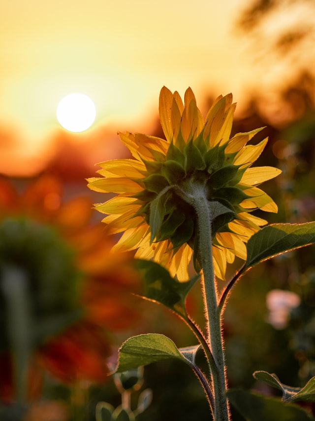 photo of sunflower by Aaron Burden: Unsplash