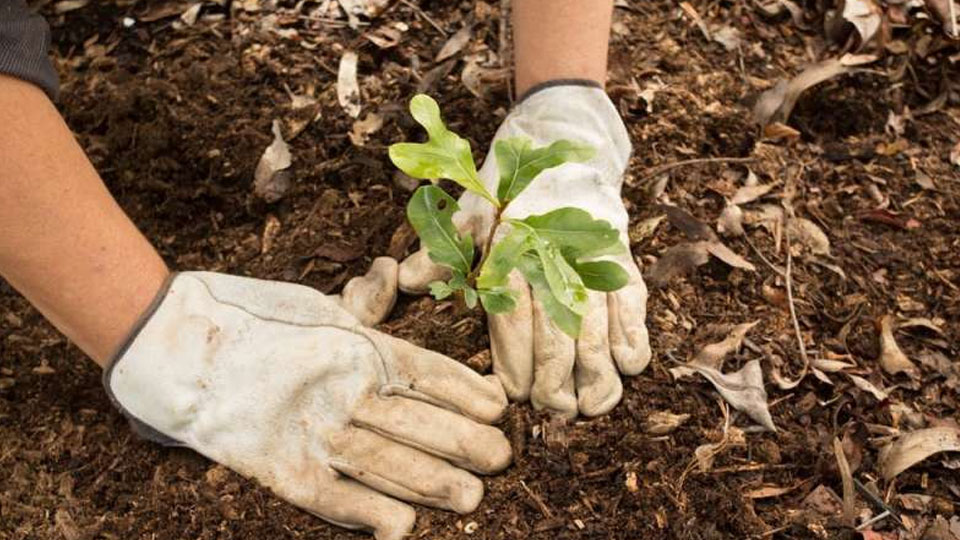 Planting trees can engage employees