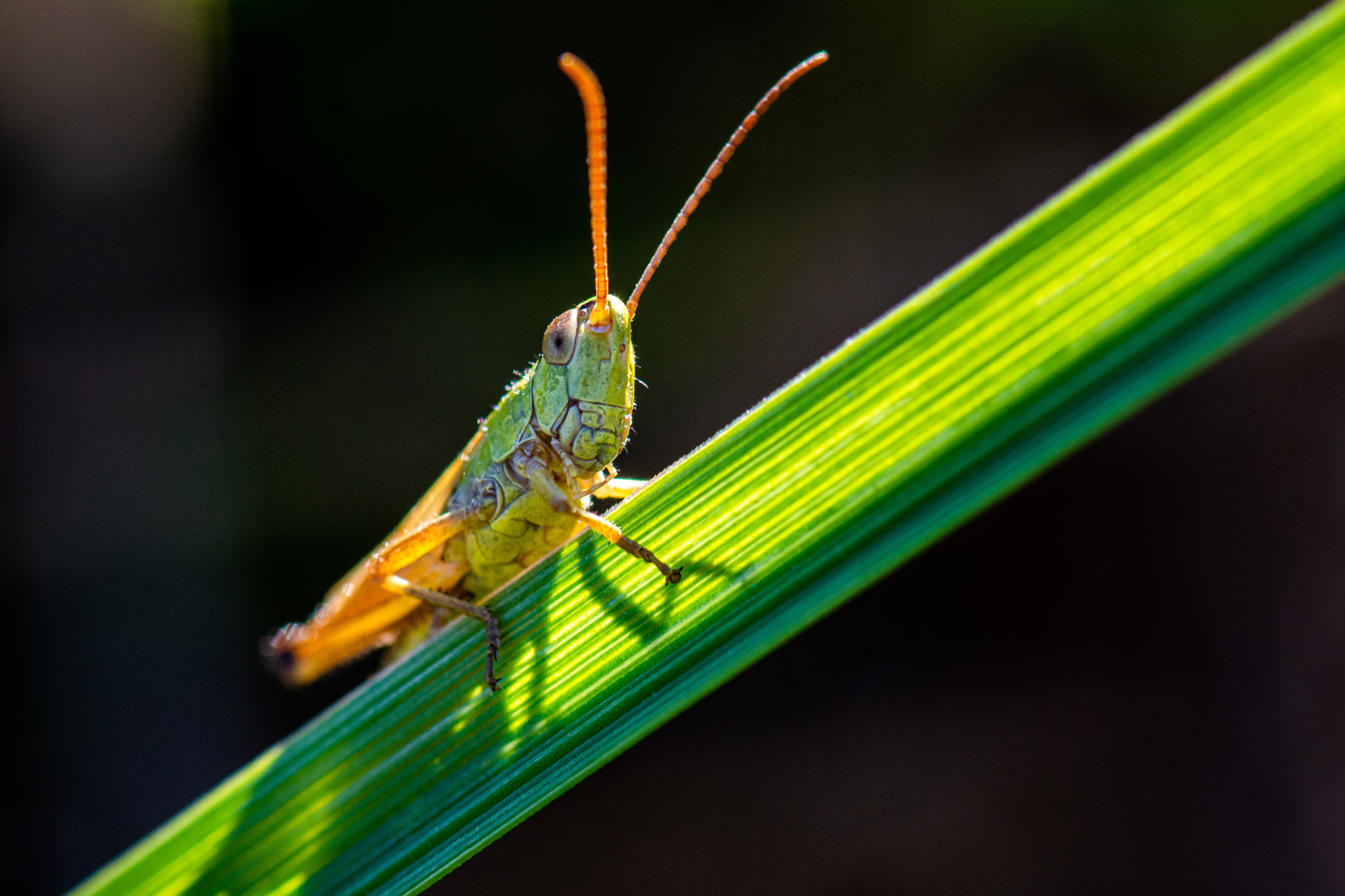 Why I Eat Grasshoppers… Dre Baldwin DreAllDay.com