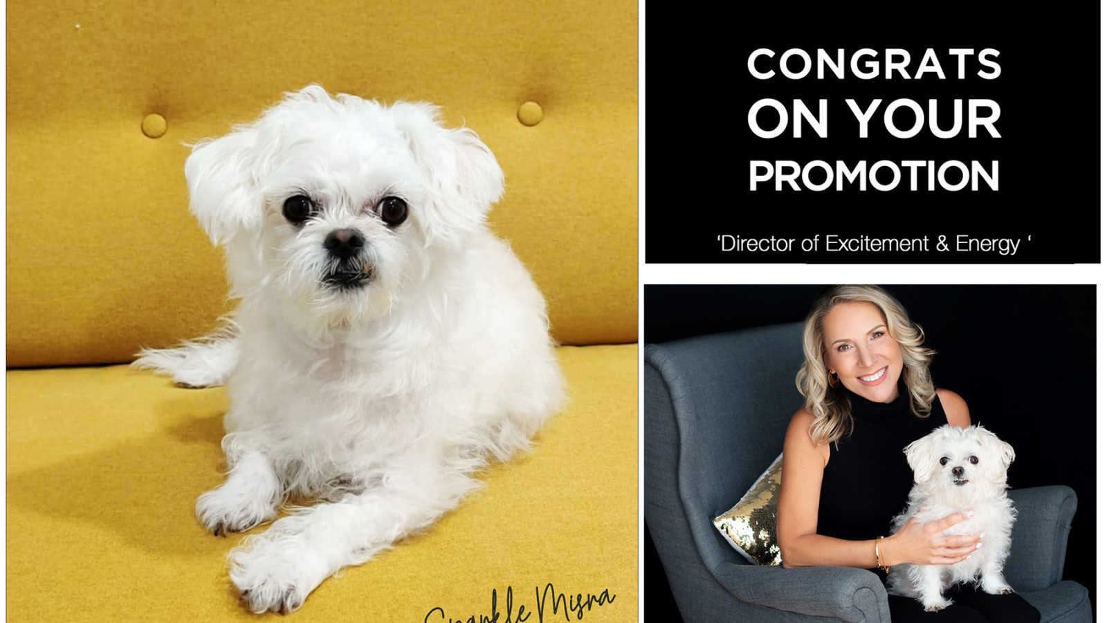 office dog , pets at workplace, cute dog, white small dog, employee promotion, photo studio mississauga, oakville , toronto