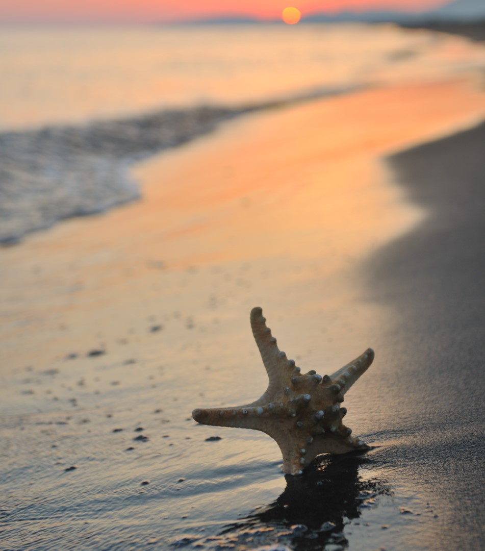 Starfish on a beach