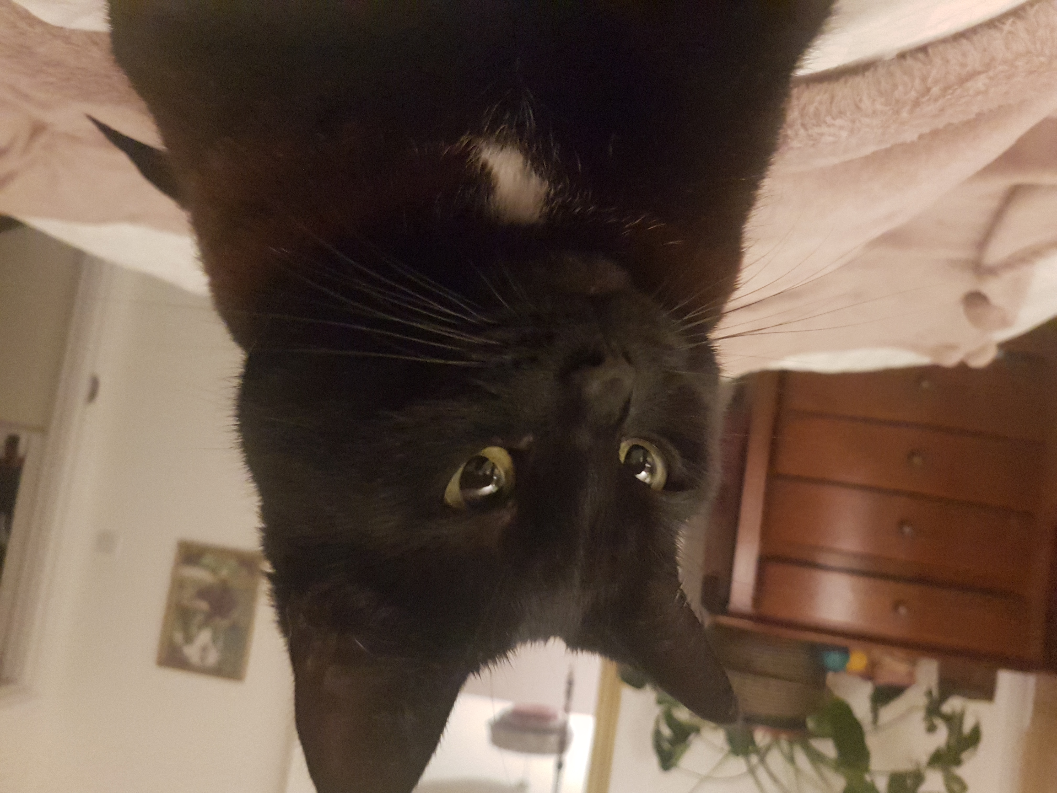 Cute black female cat with big soulful eyes