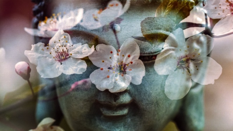 A buddha head statue superimposed by delicate flowers
