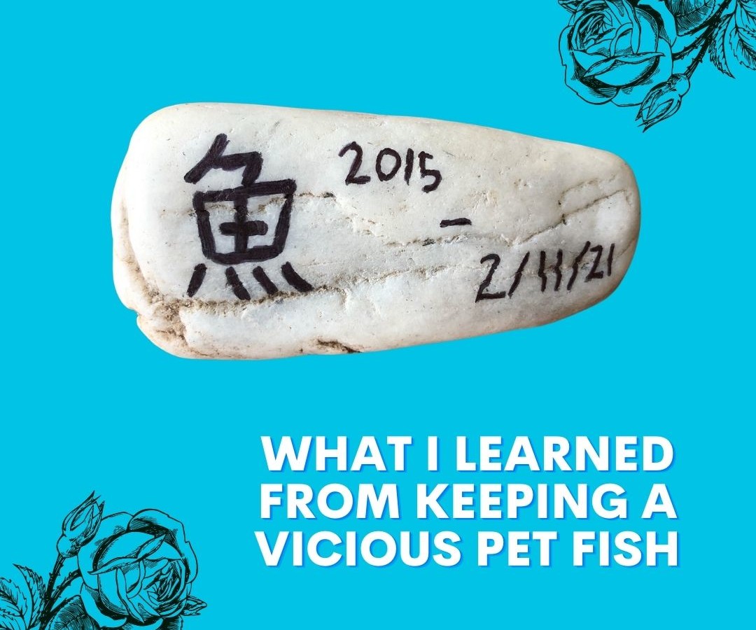 What I Learned from Keeping a Vicious Pet Fish - Dr. Ivy Ge