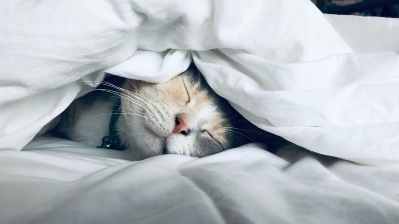 Picture of sleeping cat
