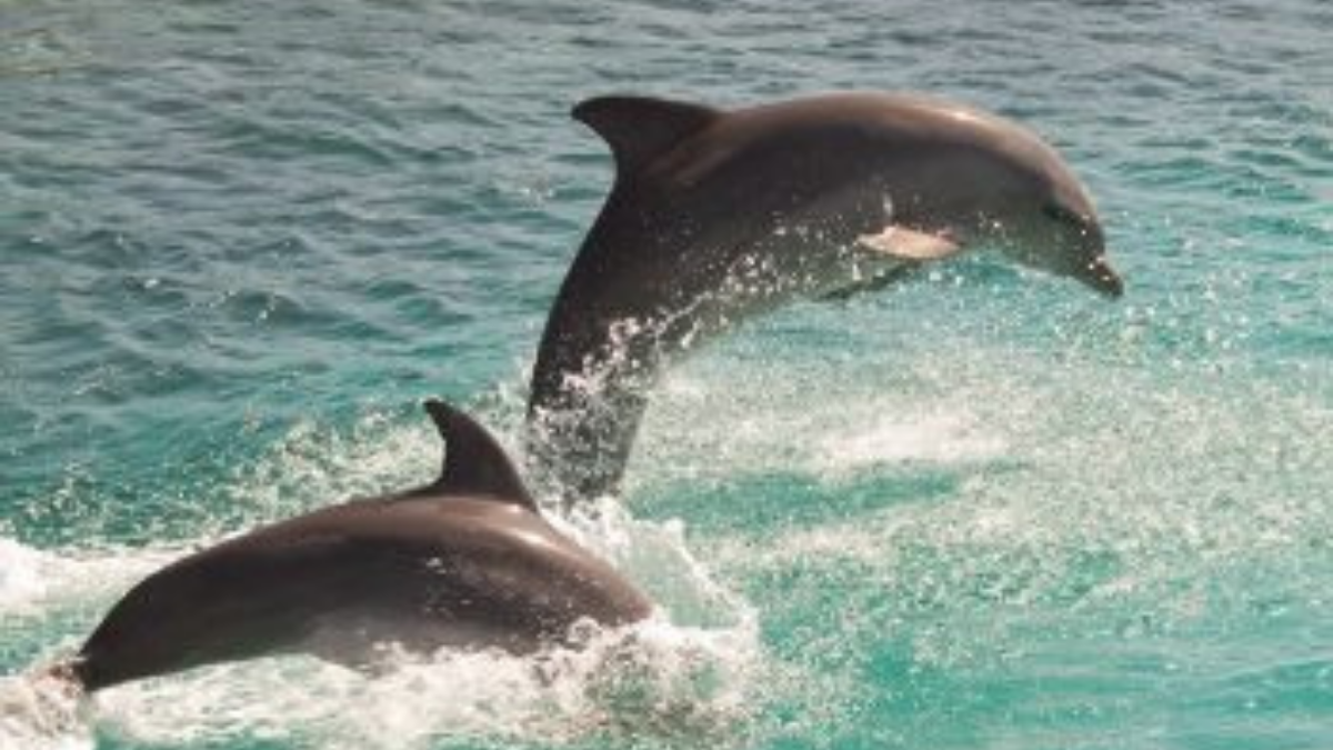 dolphins jumping in water