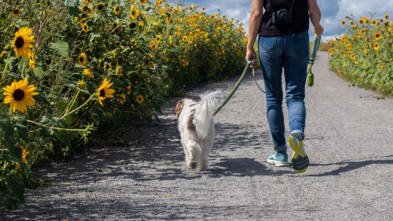 man walking with dog
