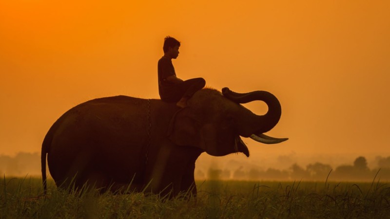 Rider and Elephant in Sunset