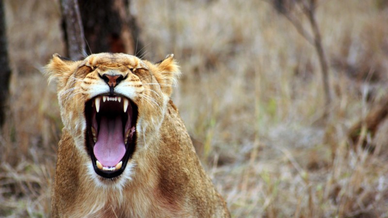Lioness in angry mood