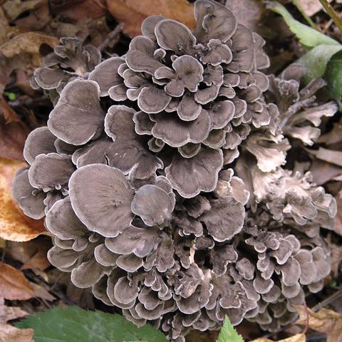 Maitake growing in the wild