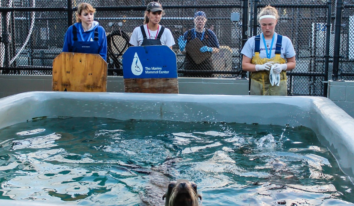 Group of people stand behind a pool with an elephant seal pup