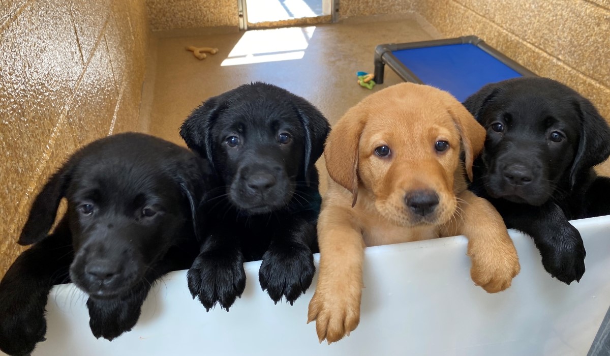 Four Labrador puppies in a pen, looking towards the camera.