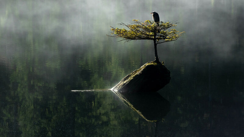 Blue Heron sitting on small tree on top of heart shaped rock in a still pond.