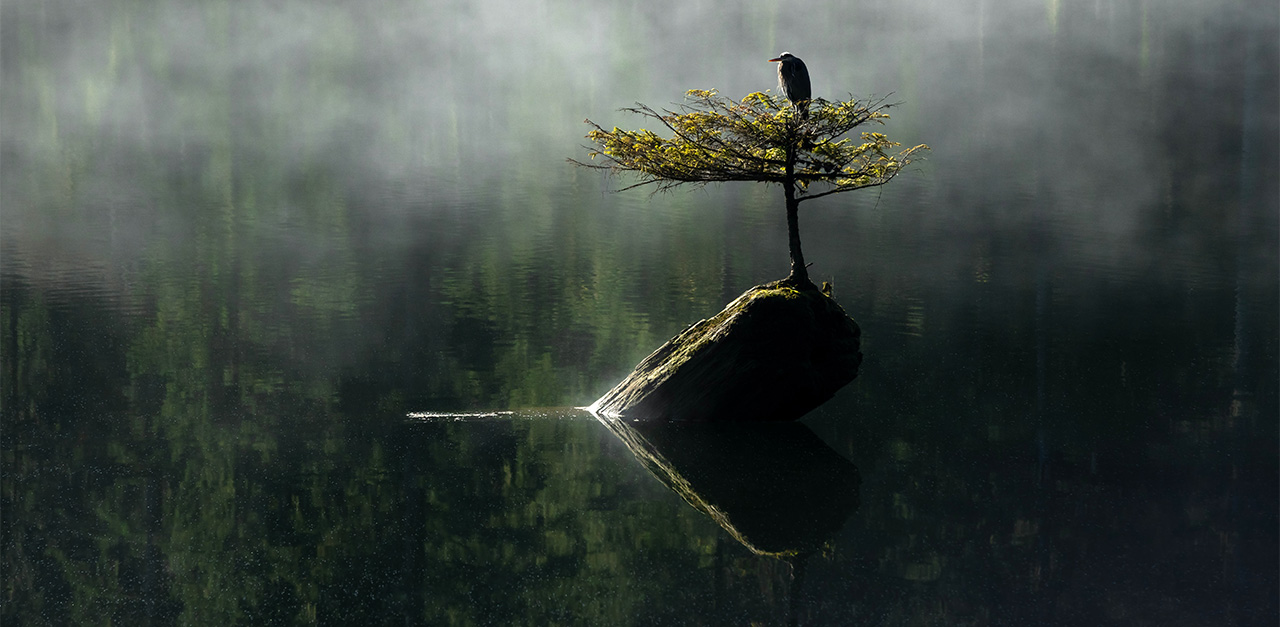 Blue Heron sitting on small tree on top of heart shaped rock in a still pond.