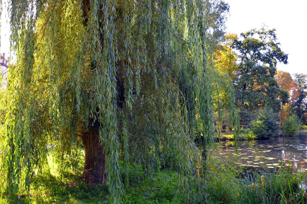 Under My Willow Tree… Thrive Global