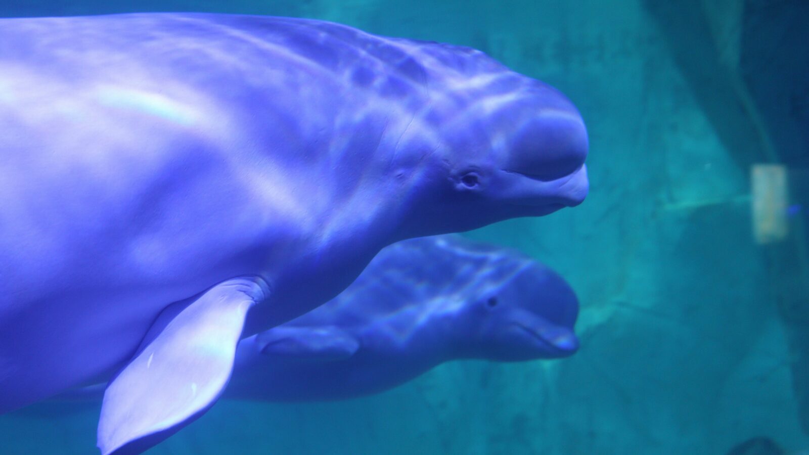 Two Beluga Whales swimming in the ocean