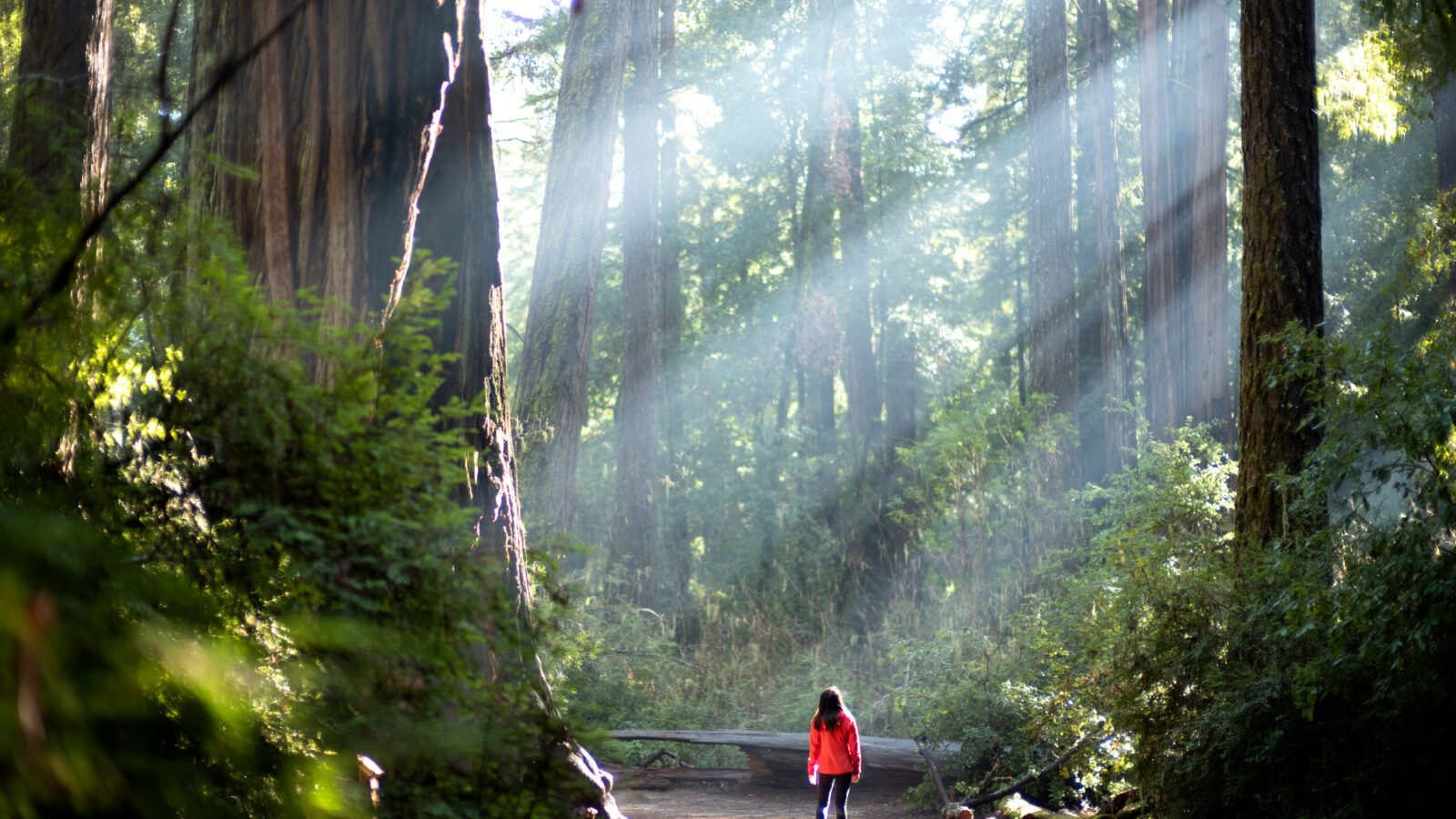person forest bathing