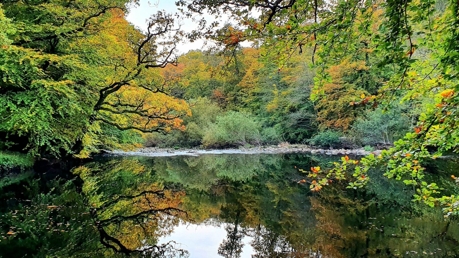 Trees reflecting on water