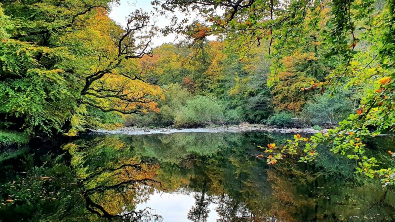 Trees reflecting on water